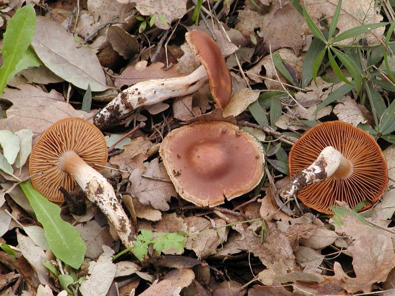 Cortinari nebrodensi (gruppo 3�)